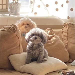 Meet your Posher, Wendy